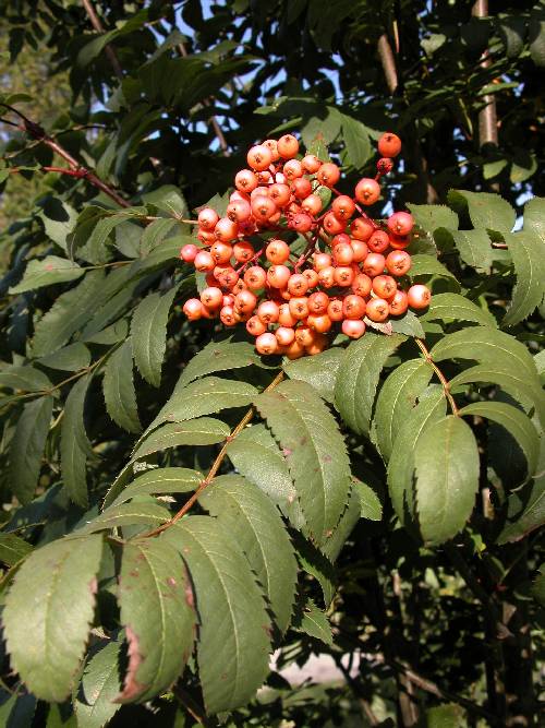 Ny og lovende sort av rogn (Sorbus 'Rosmari')